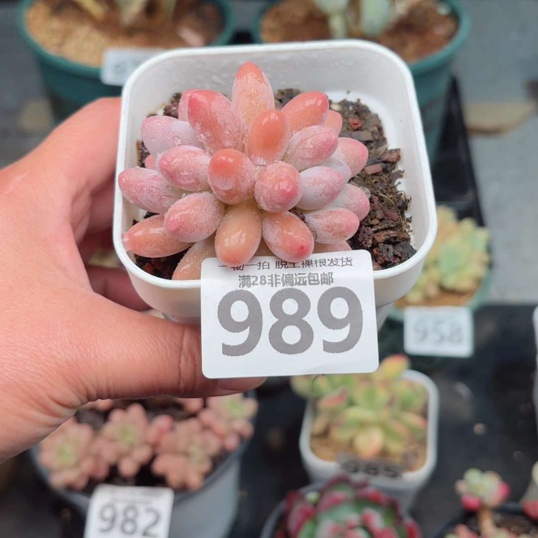汤圆多肉无盆土发货