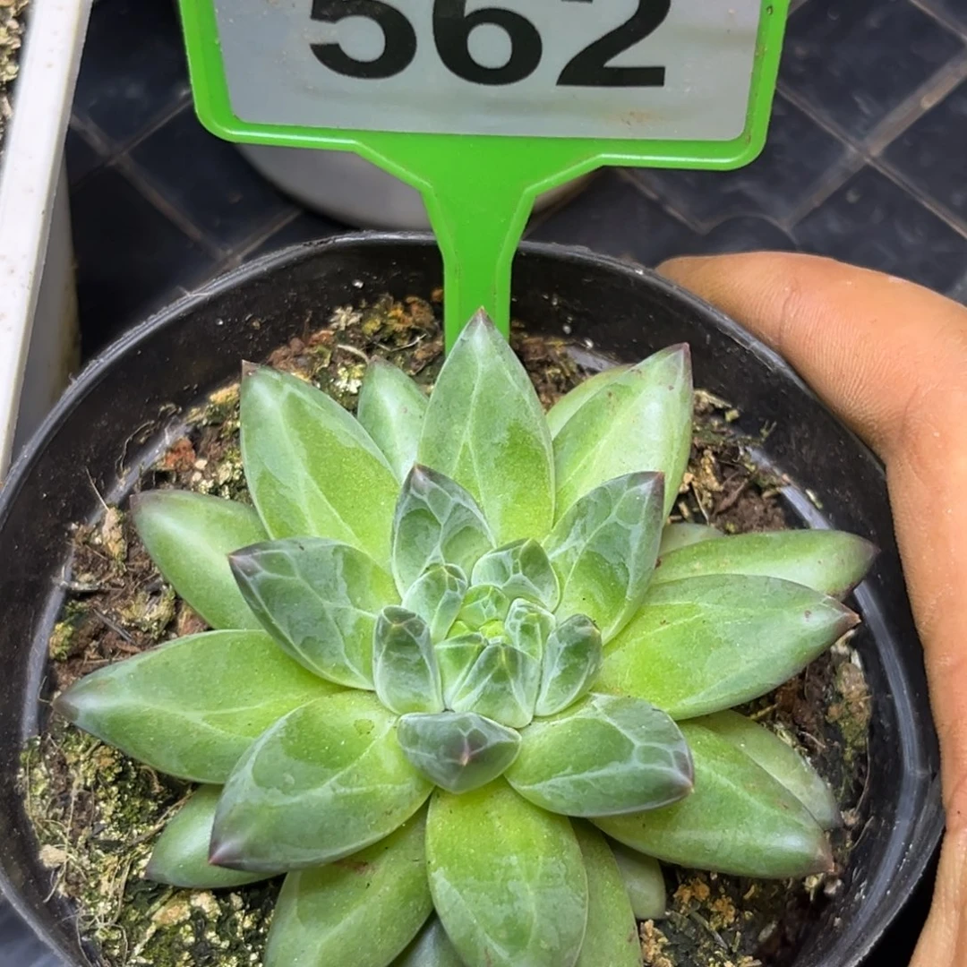 多肉植物彩体梵高562