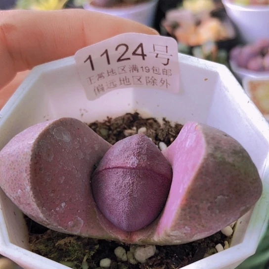 无花朵1124，7厘米盆如图