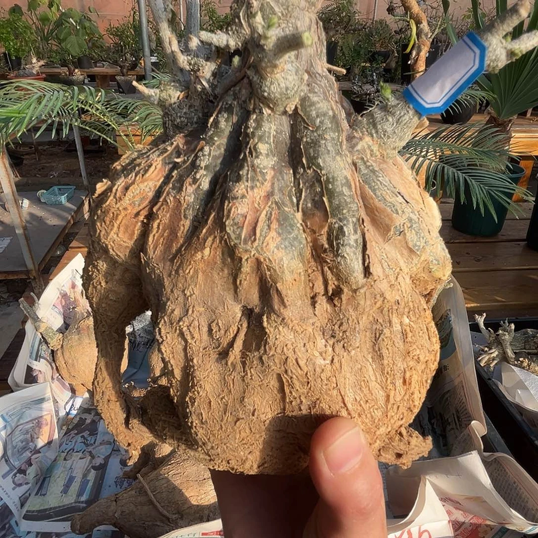 优选沙漠苦瓜，矮胖