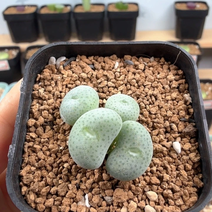 波斯地毯4头 带盆发