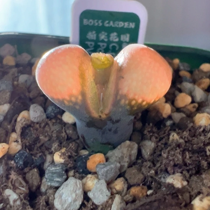 w/22 青蛙3年pv1089。特翻。