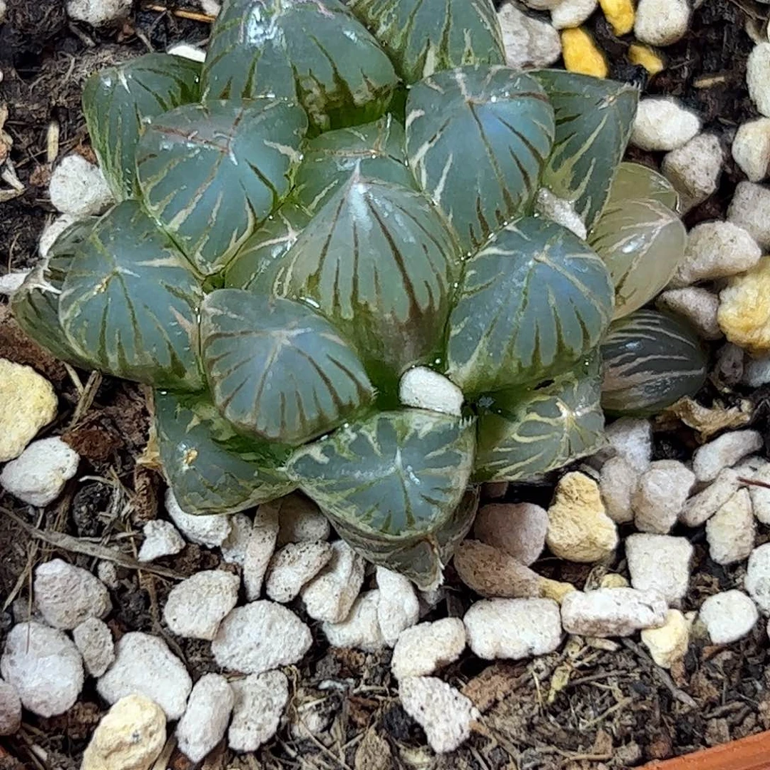 霓虹灯锦侧芽糊斑锦十二卷
