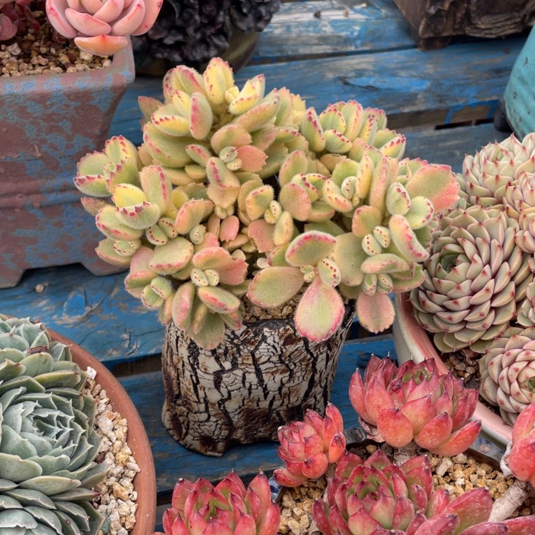 豆总多肉熊童子锦