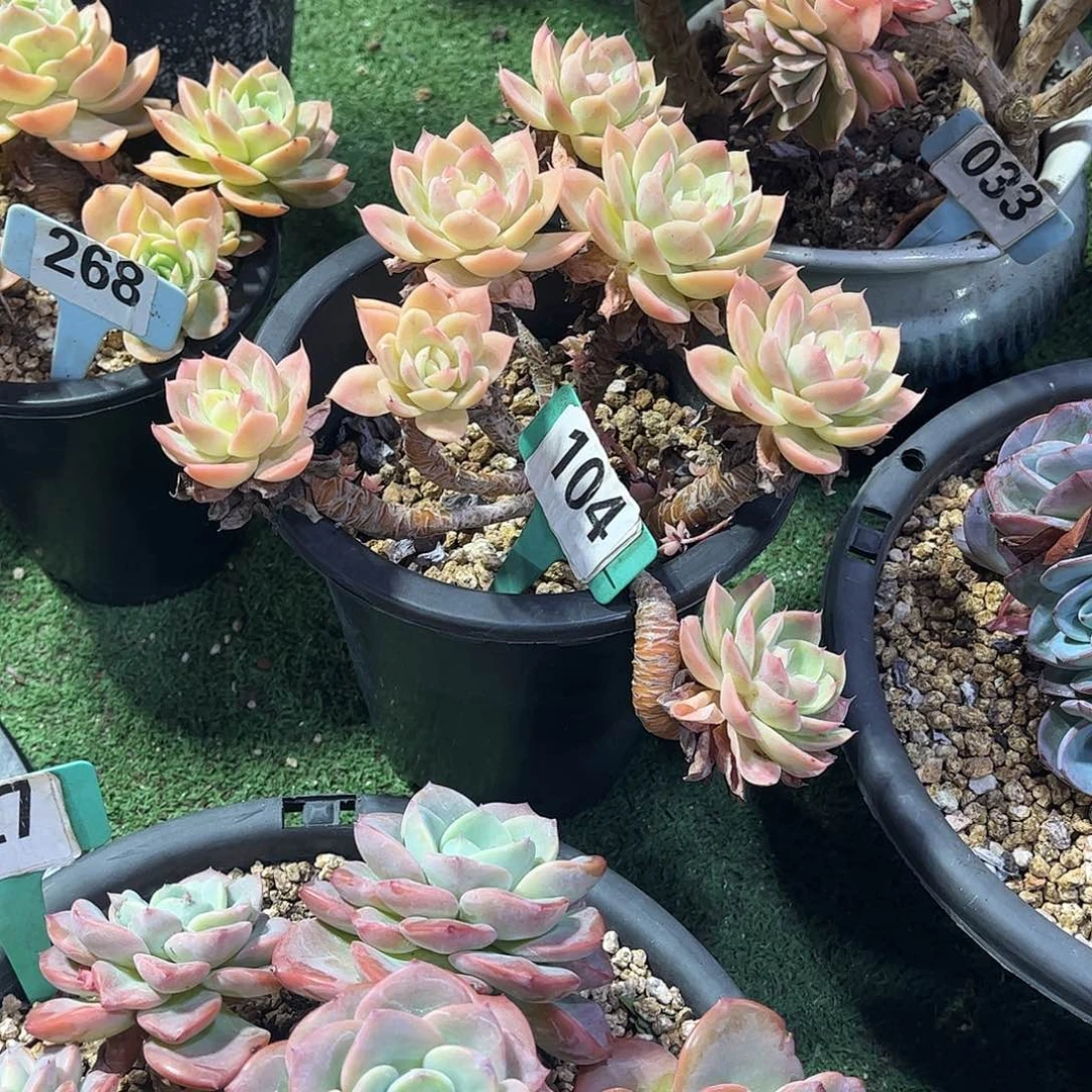 小***k丝绸面沙多肉植物保护104