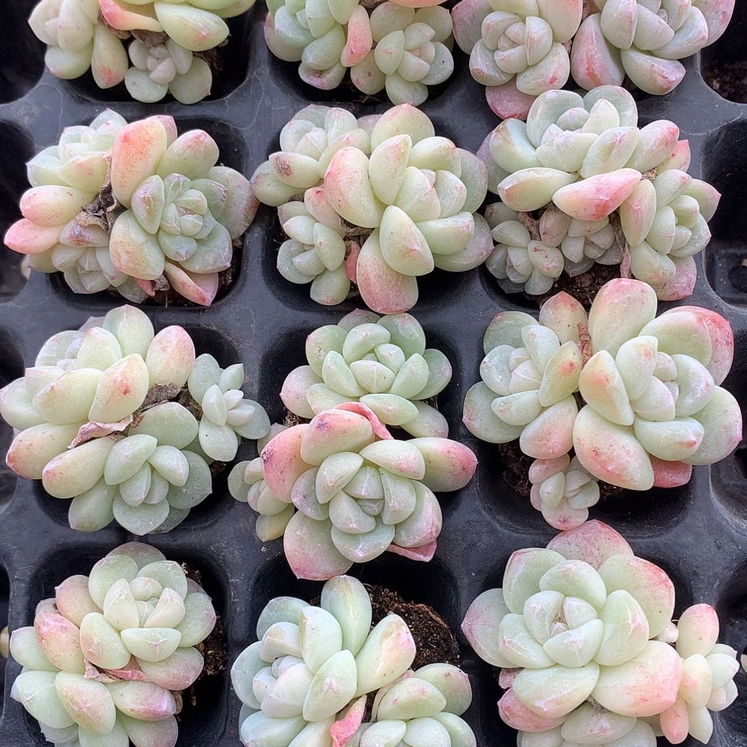 冰玉群生12颗一物一拍 不包整