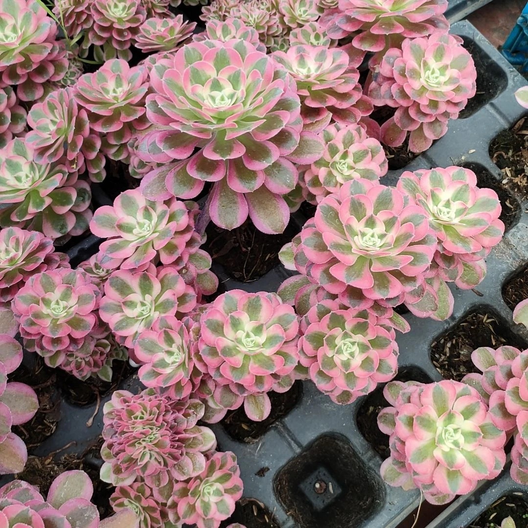 多肉法师锦套餐八颗