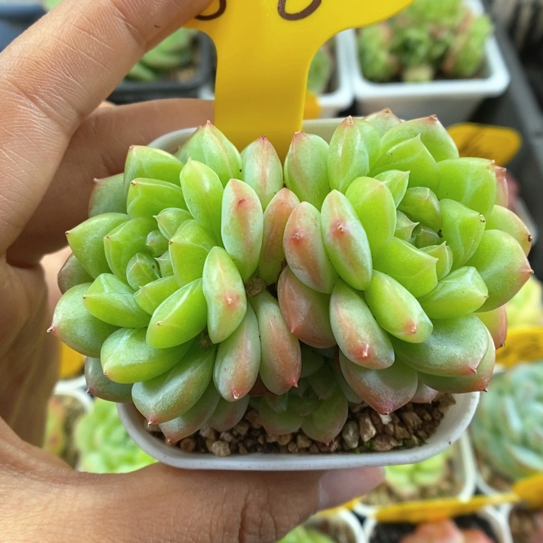 绿芙蓉群生可拍806号