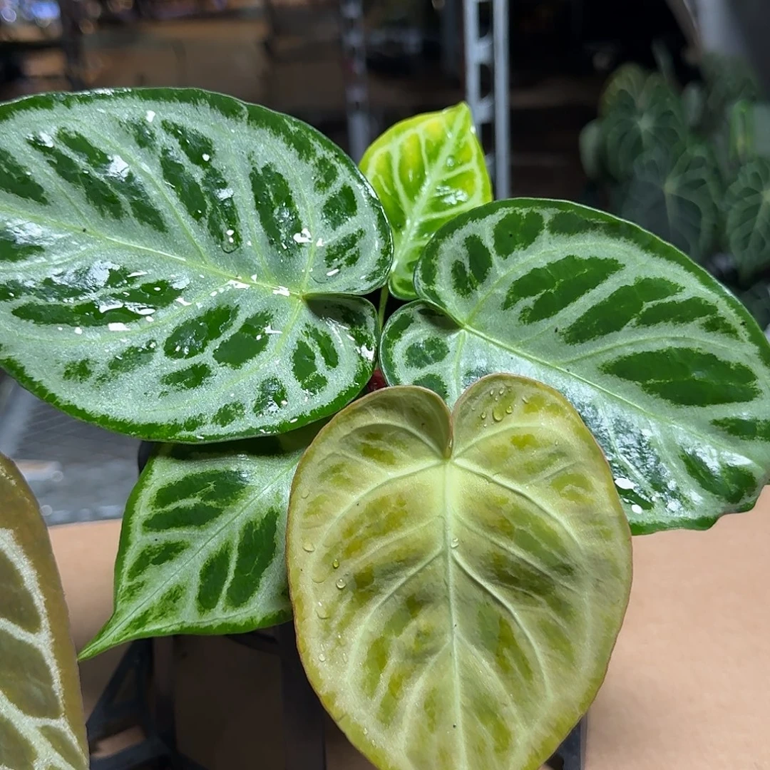 陆****完全开放R126银刷子