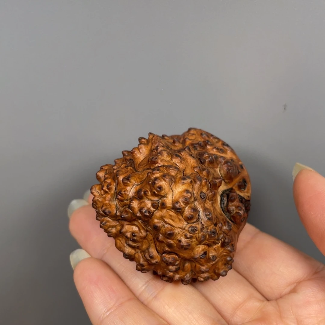 太行崖柏陈化瘤手把