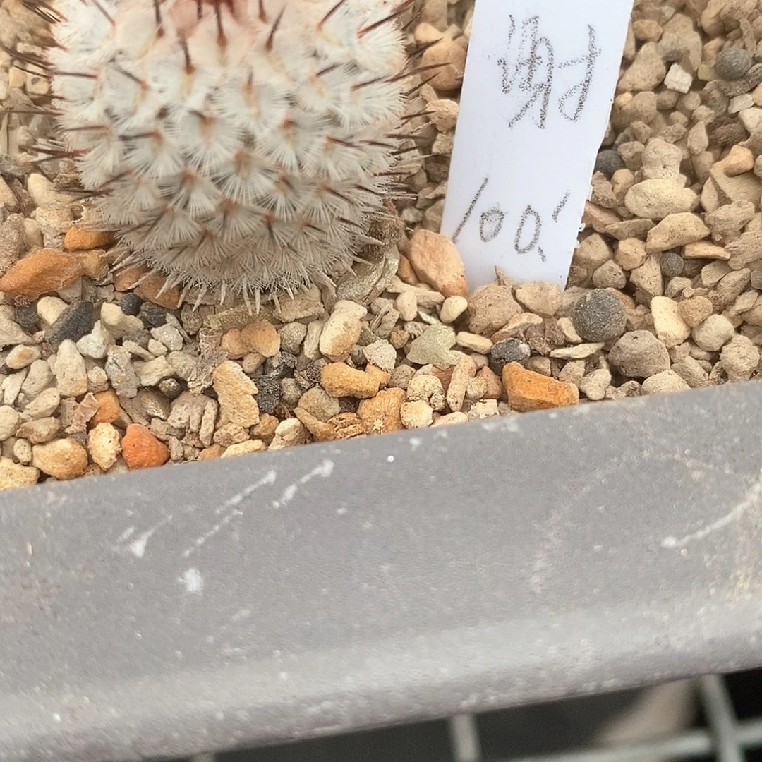 谢***谢直刺佩雷2颗花花花花