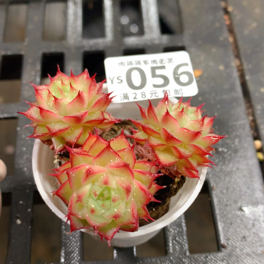 肉萌萌拇指盆精控多肉YS056