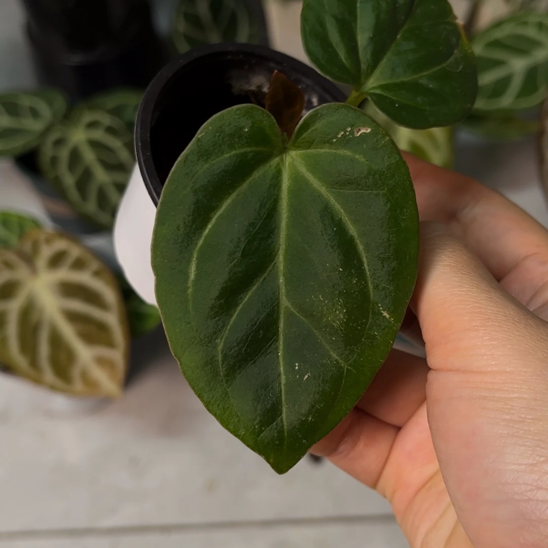 无花朵kos（5789）（有新叶）