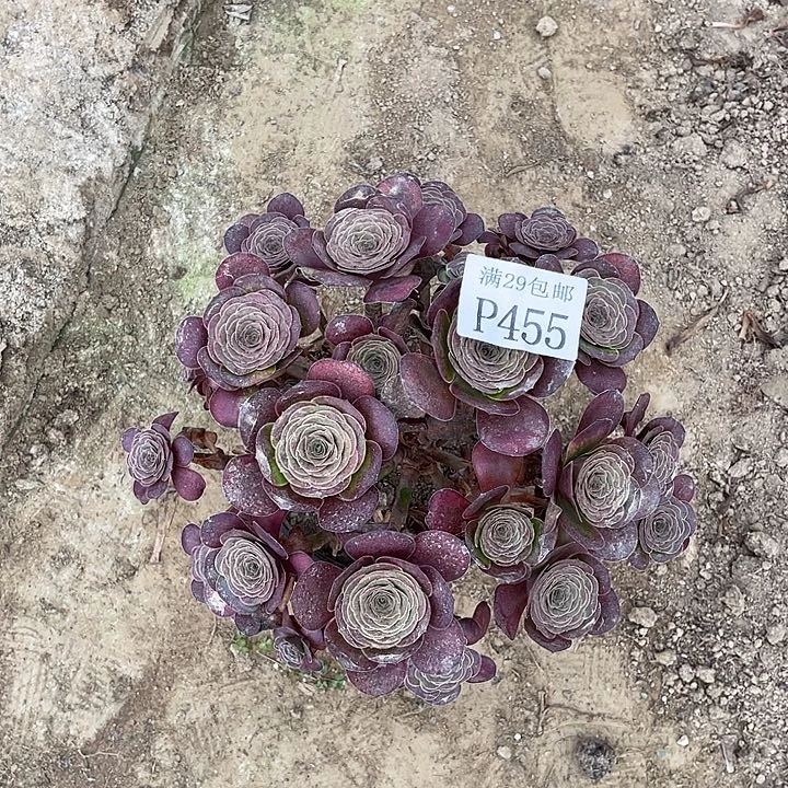 455魅金玫瑰多肉植物