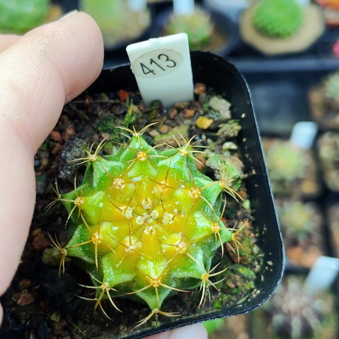 林*风非偏远地区满25包邮仙人球