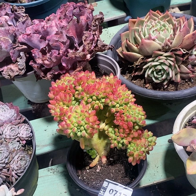 【闪购商品】柠檬手指缀0717