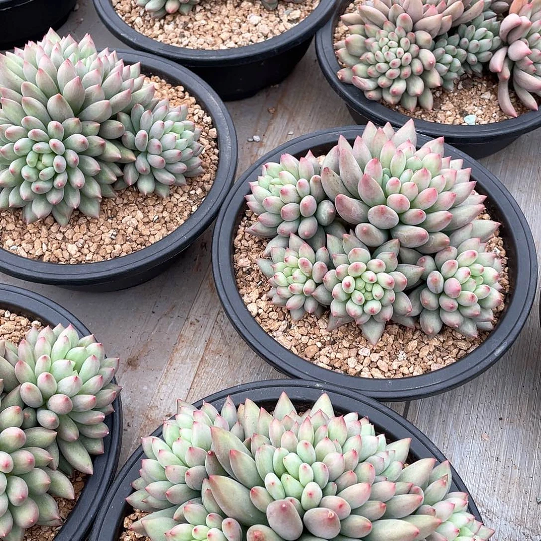 岩字多头精控群生18厘米可挑