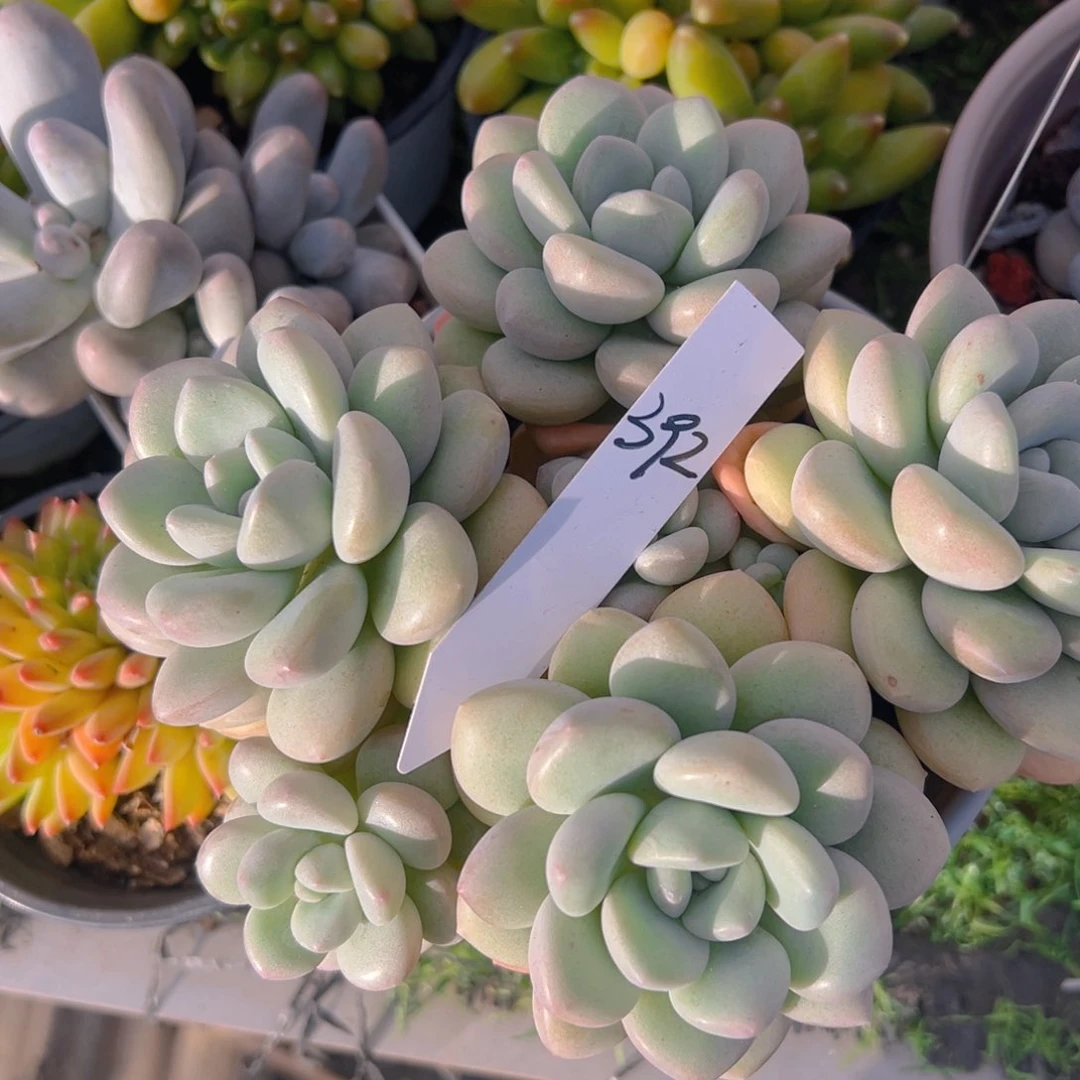 香玉等多种名贵的产品和