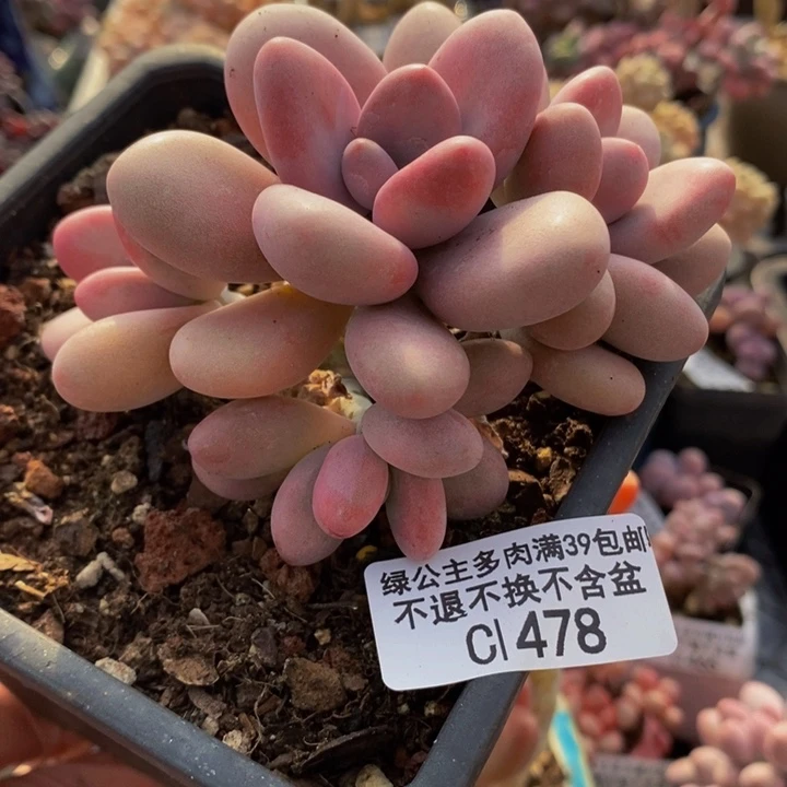 亚美桃蛋9cm478多肉植物