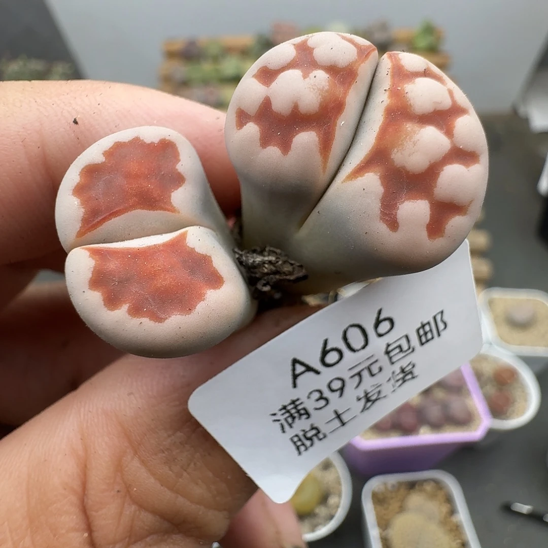 606多肉哈哈哈哈好怪