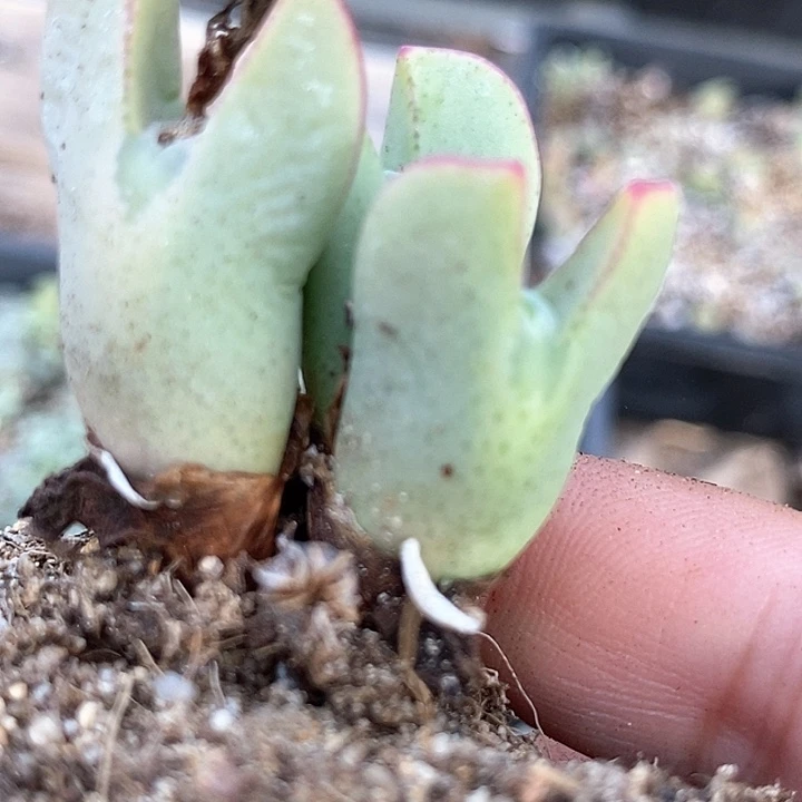 10542皮卡丘一颗