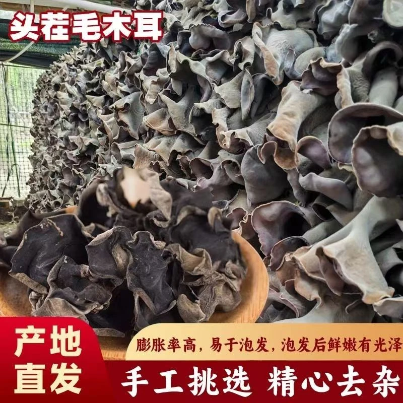 白背毛木耳新货肉厚自然晾晒适合火锅的脆木耳1