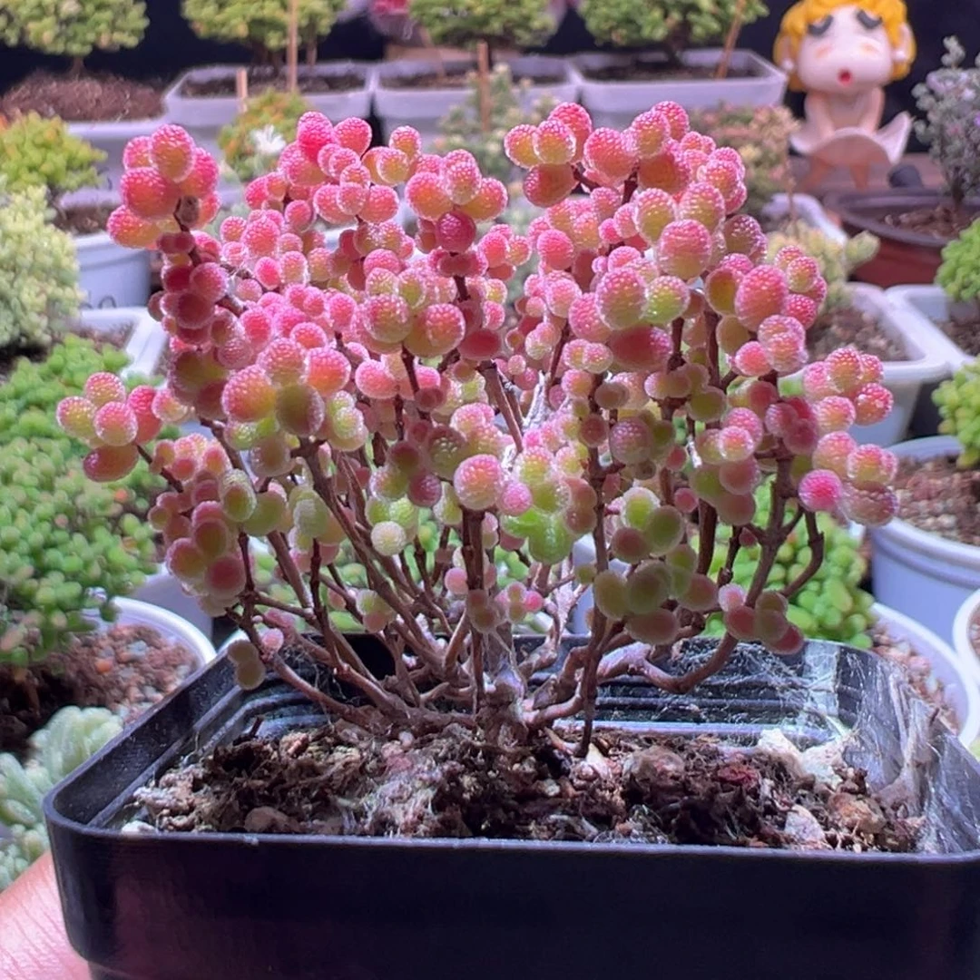 J293蜜橘带盆土发货一物一拍