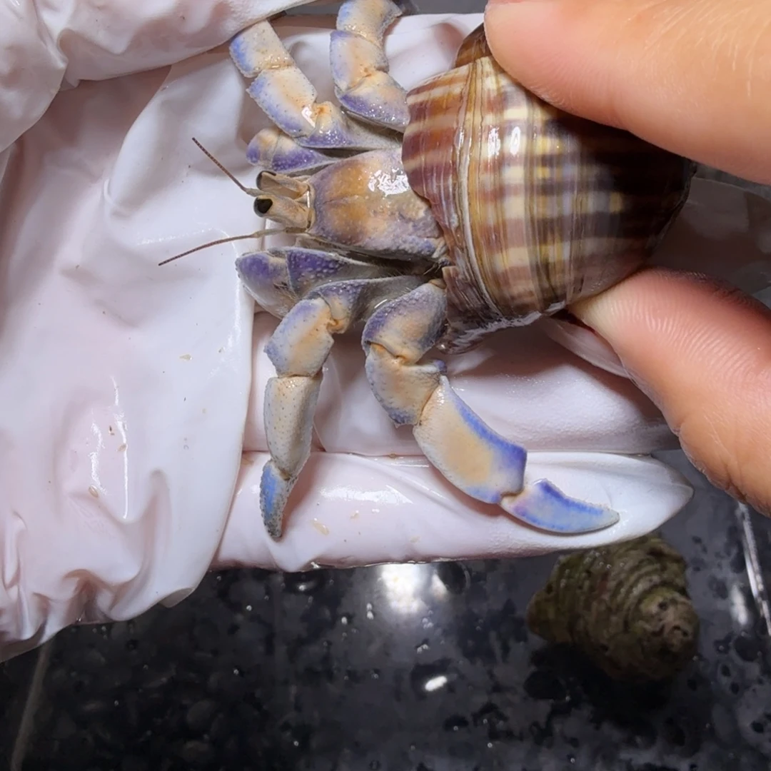 2.8口蓝边白丝袜腿