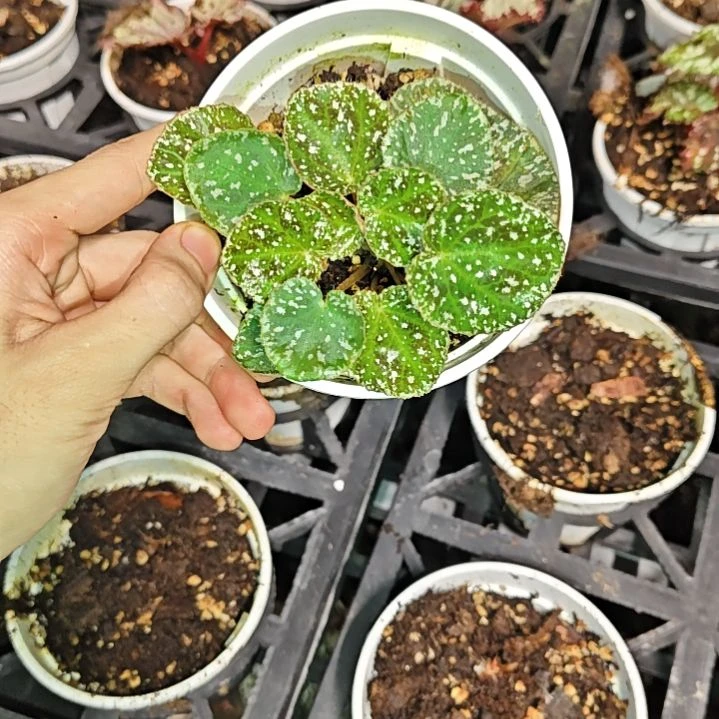 芝麻屑秋海棠一物一拍