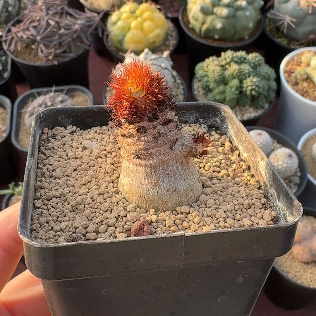 象鼻大戟仙人球123