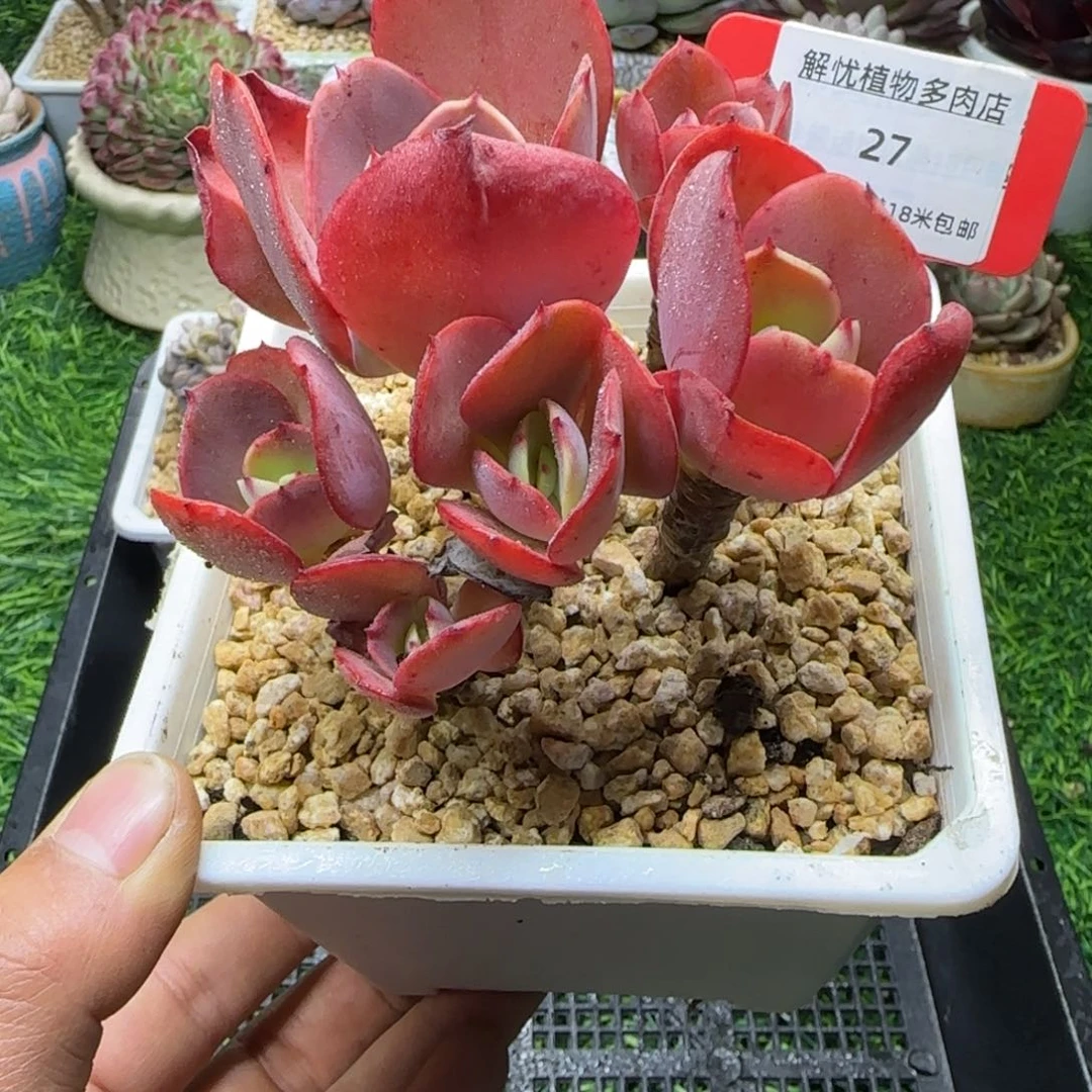 解忧植物多肉编号27