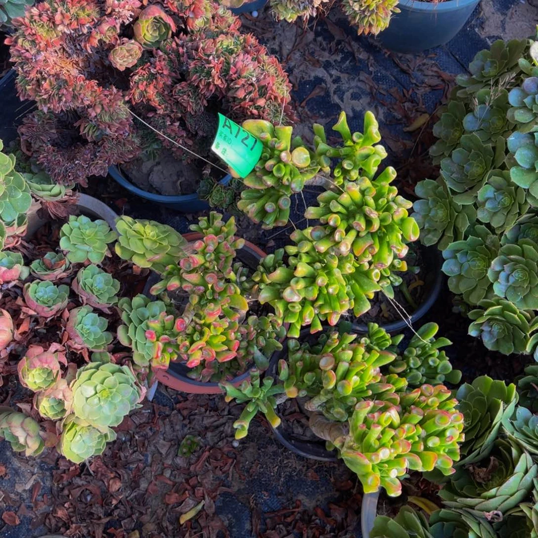 三颗西财树1-6@¥¥¥