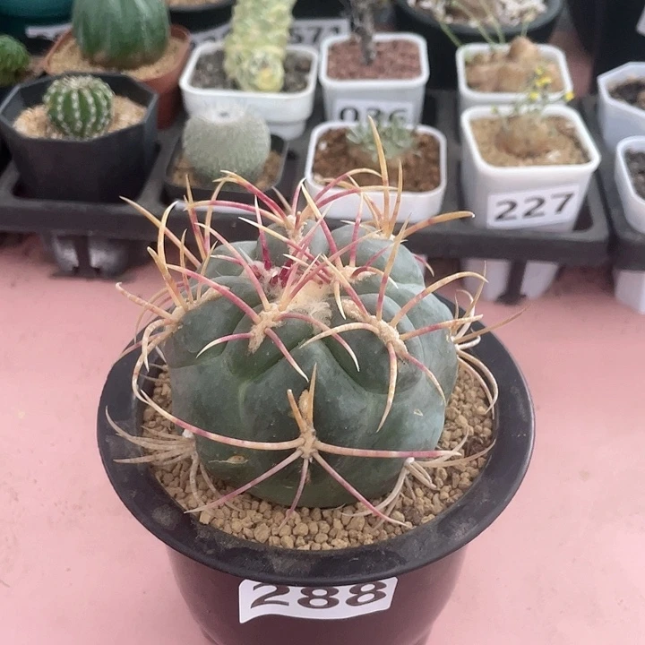 288超大高木绯冠龙