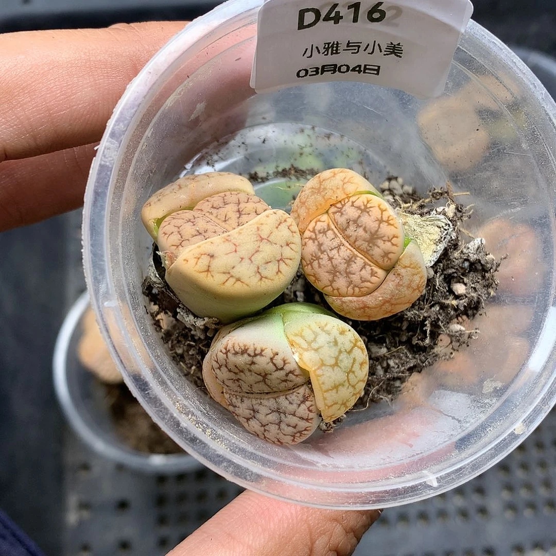 一*D416多肉植物保护