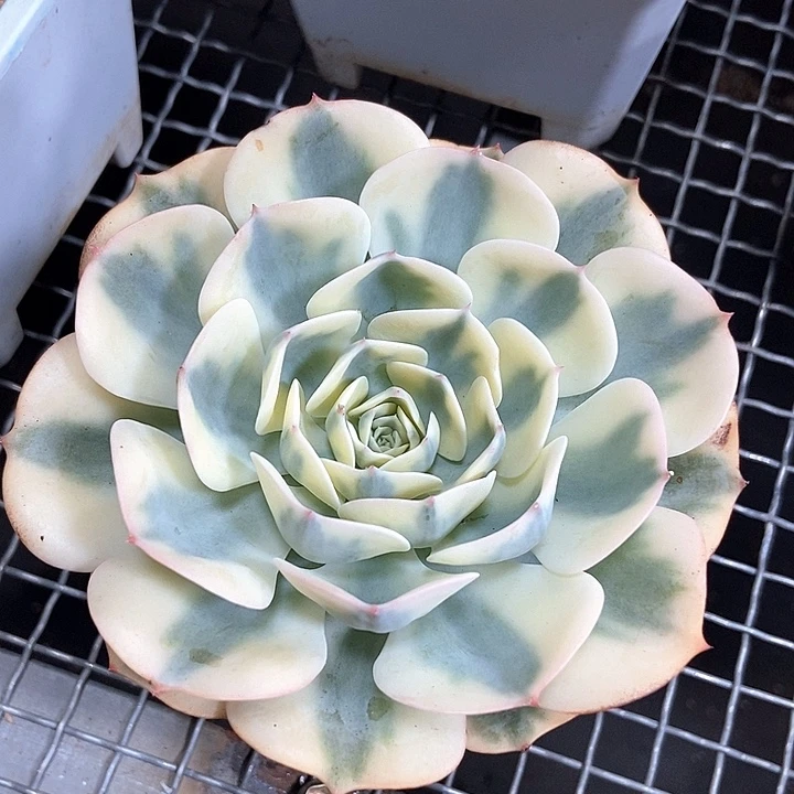 常***常玉蝶锦多肉植物的
