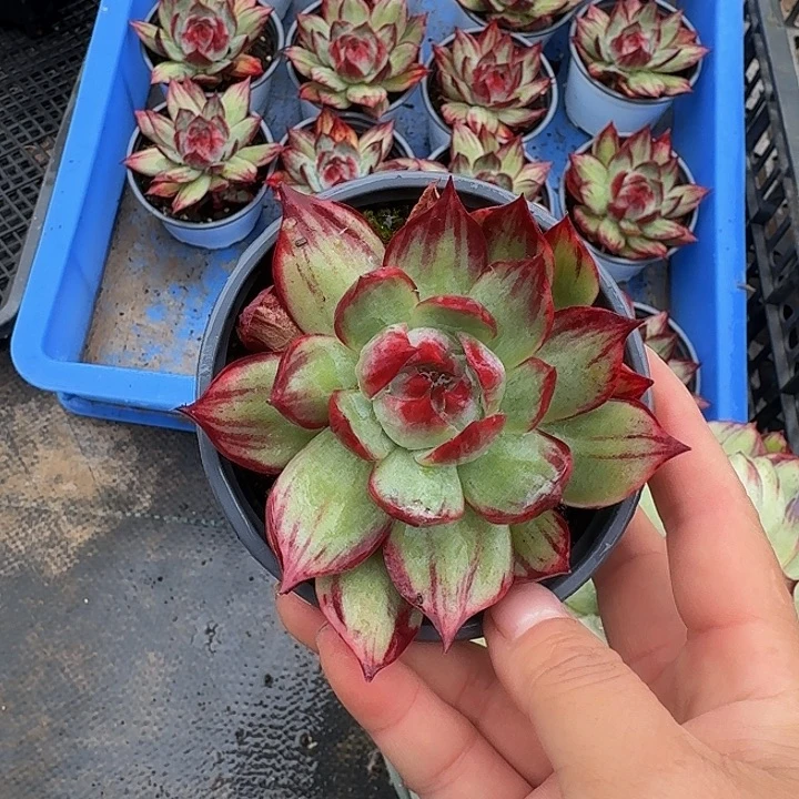 惊鸿仙子拉丝一颗