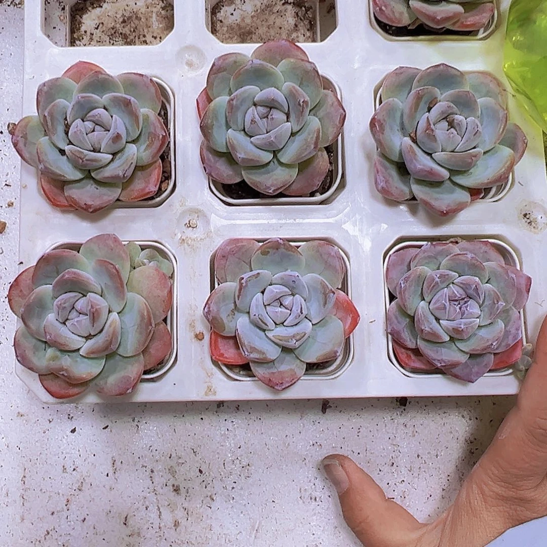 大紫心冰玉19包邮多肉植物