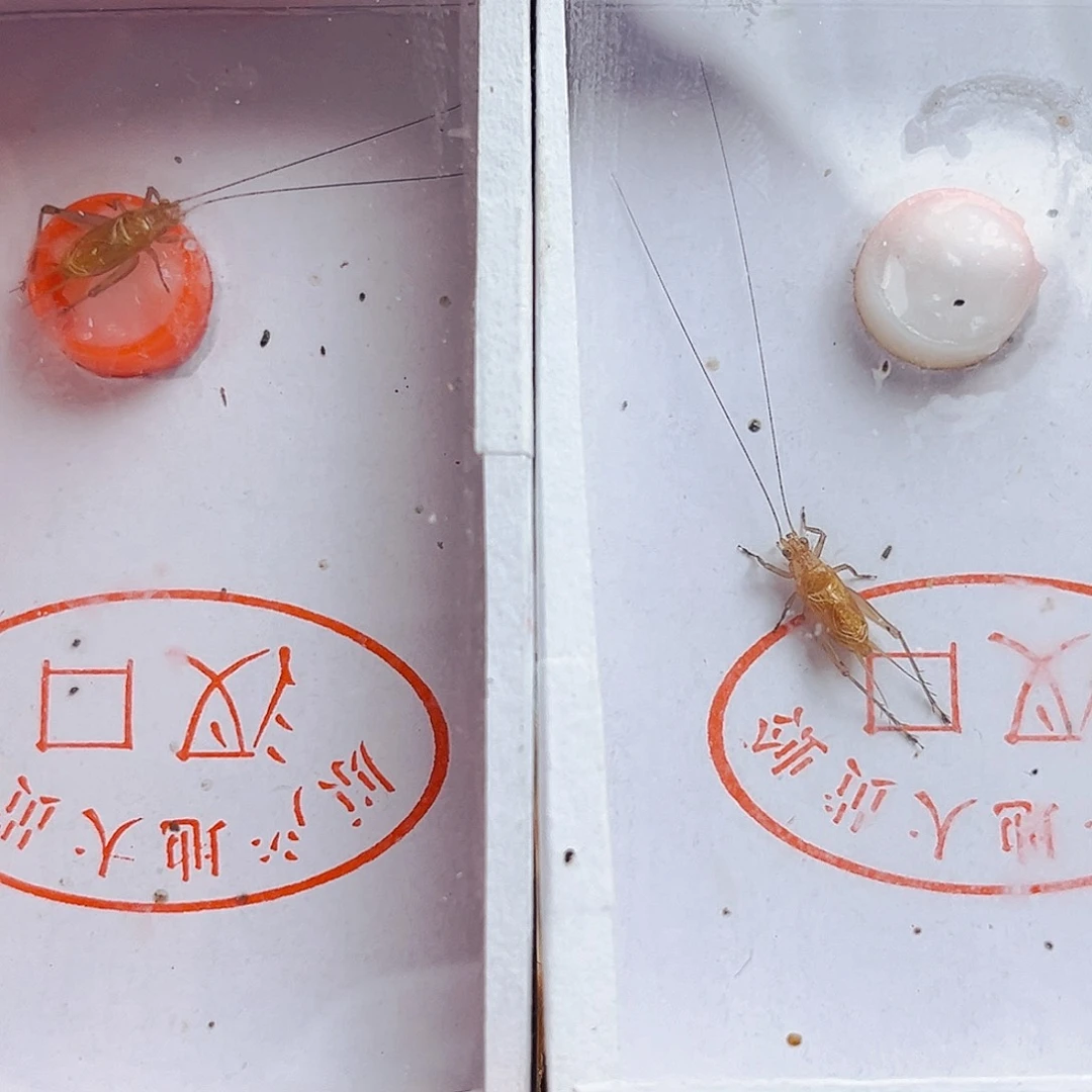 两条长须大黄哈哈哈哈哈