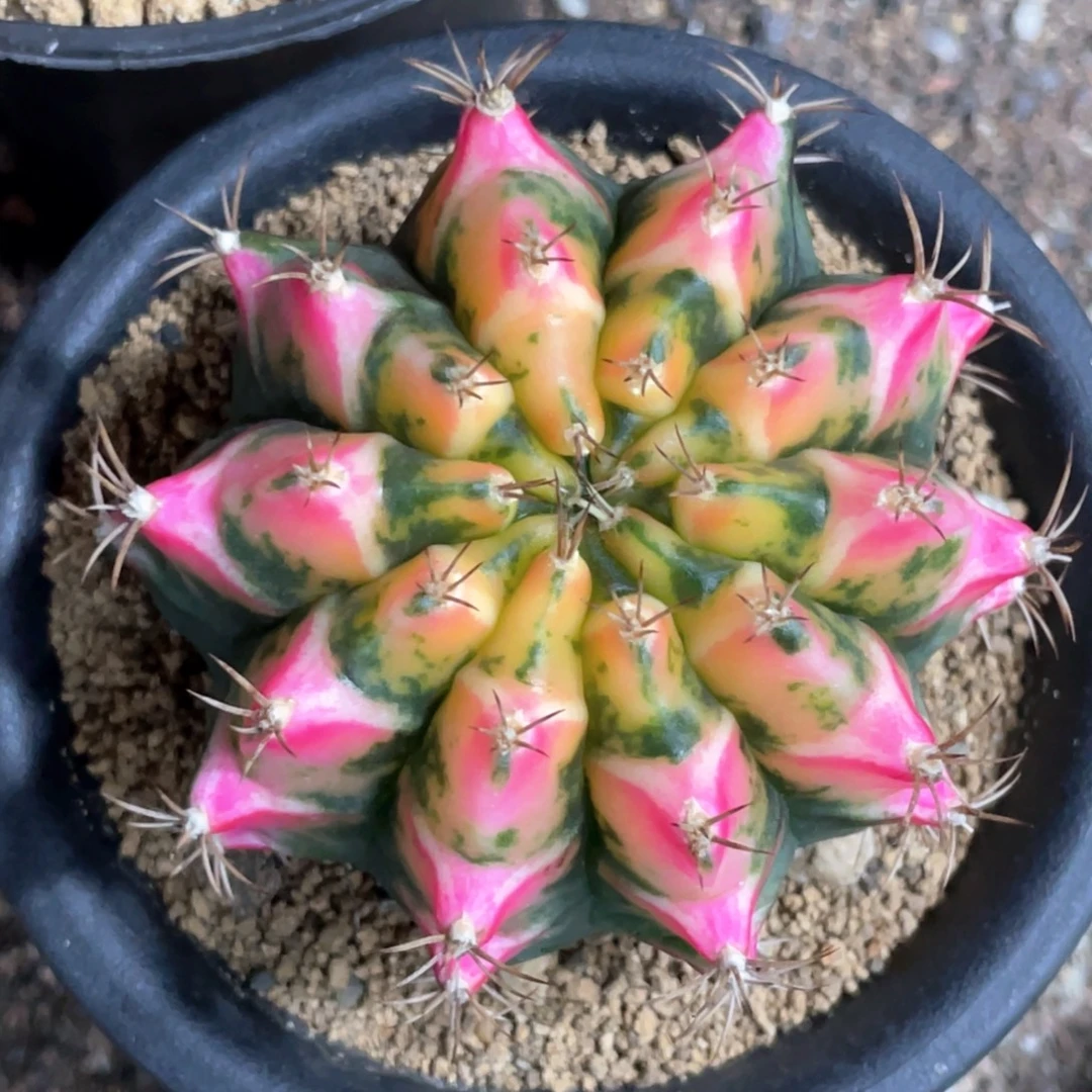 当前无花朵，栽培后可花朵静海