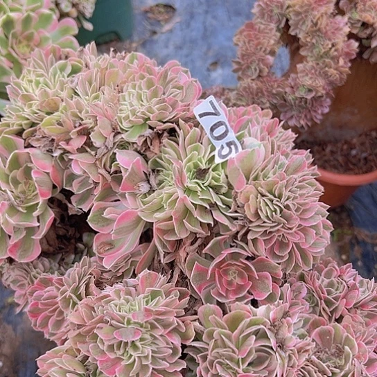 时***奏多肉植物一个女巫追