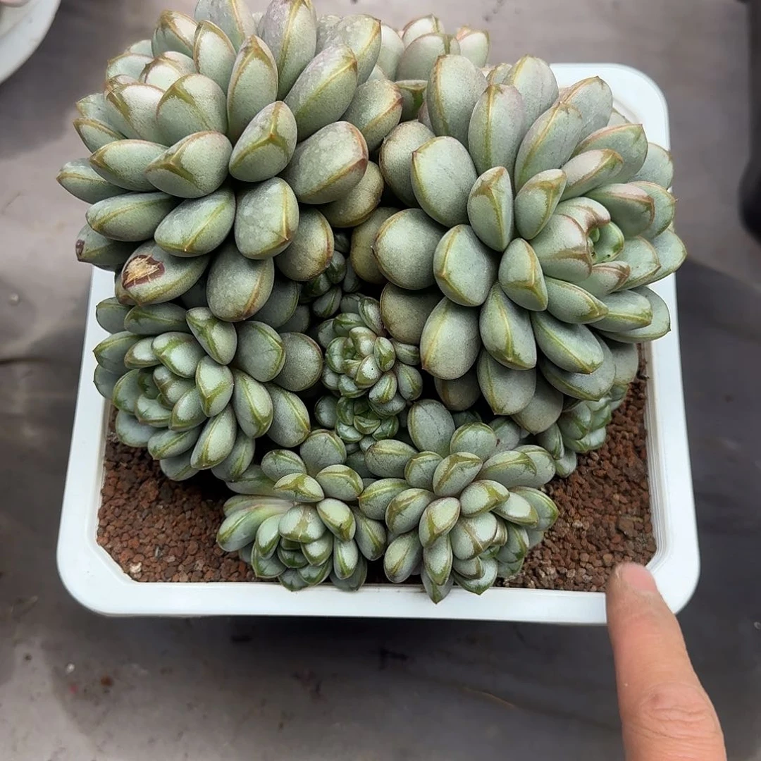 爱**九葡萄 000000000000