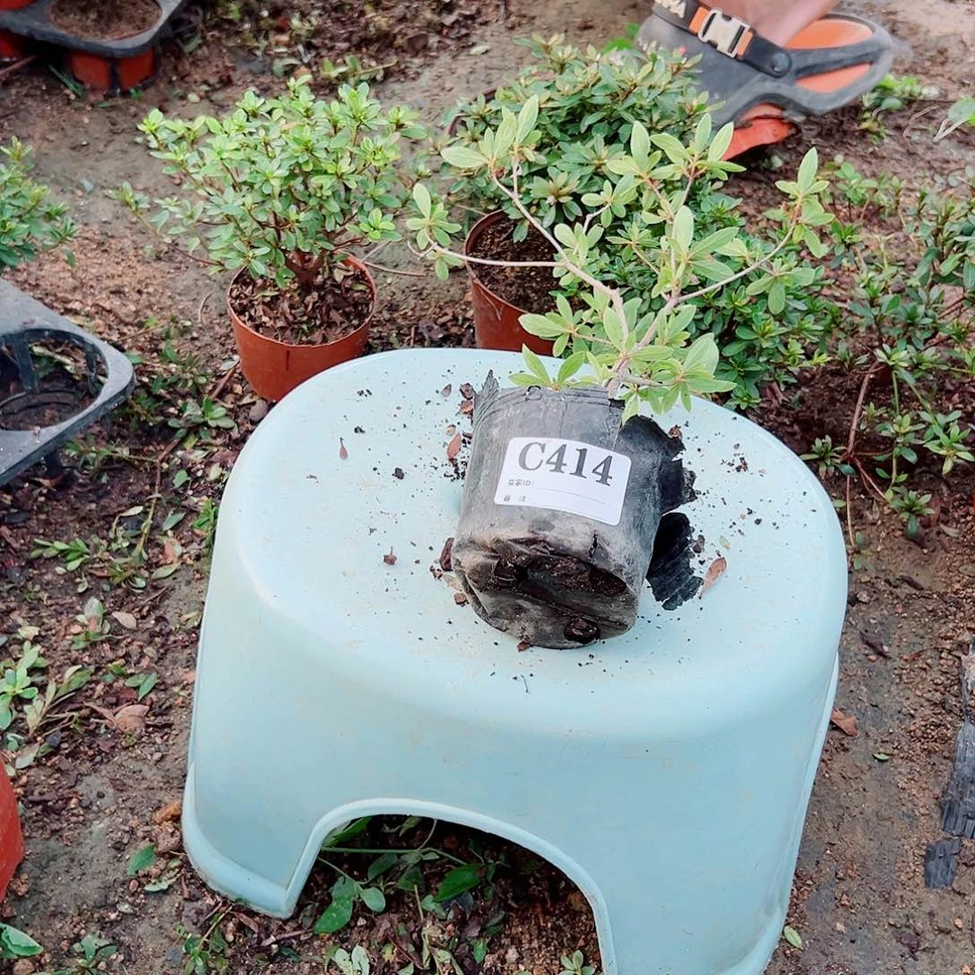 完全开放杜鹃花科植物