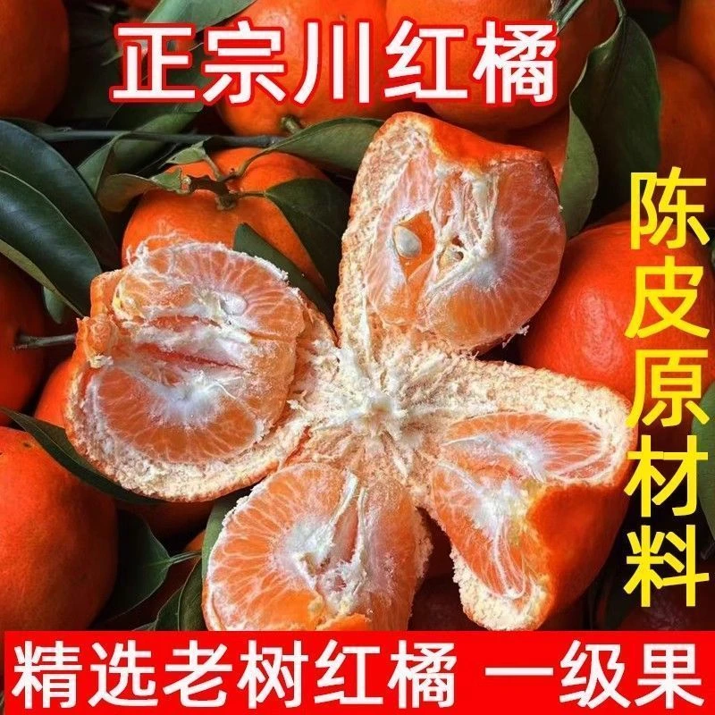 正宗万州百年老树川红橘大红袍新鲜现摘可做陈皮的酸甜水果