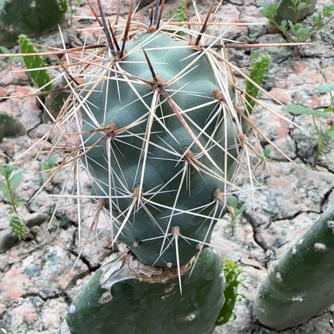 【闪购商品】无花朵大型金狂风习307