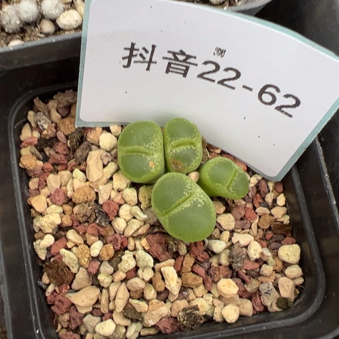 22-62肉锥多肉植物