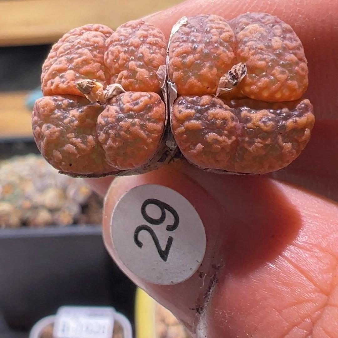 多肉植物111111111111