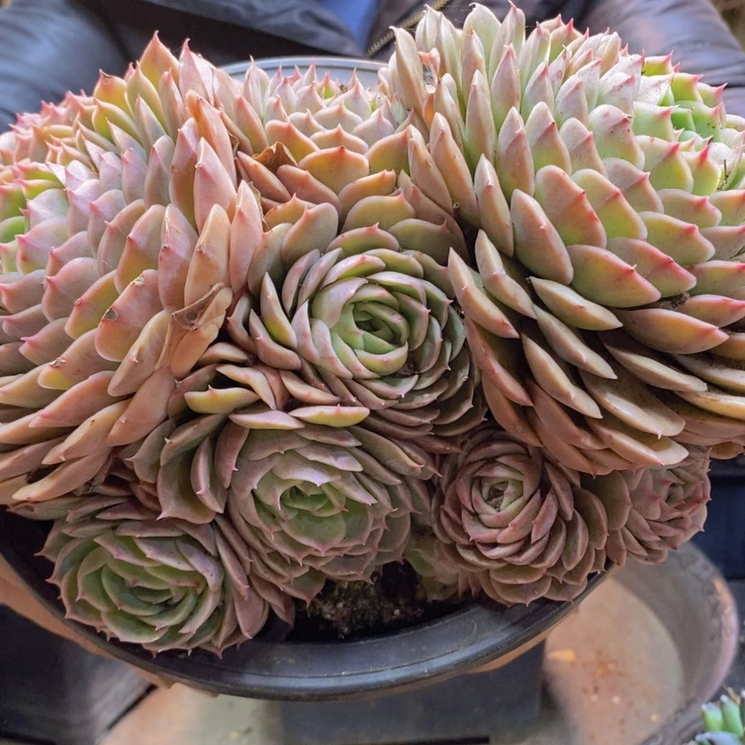 熙*367号昂斯诺0