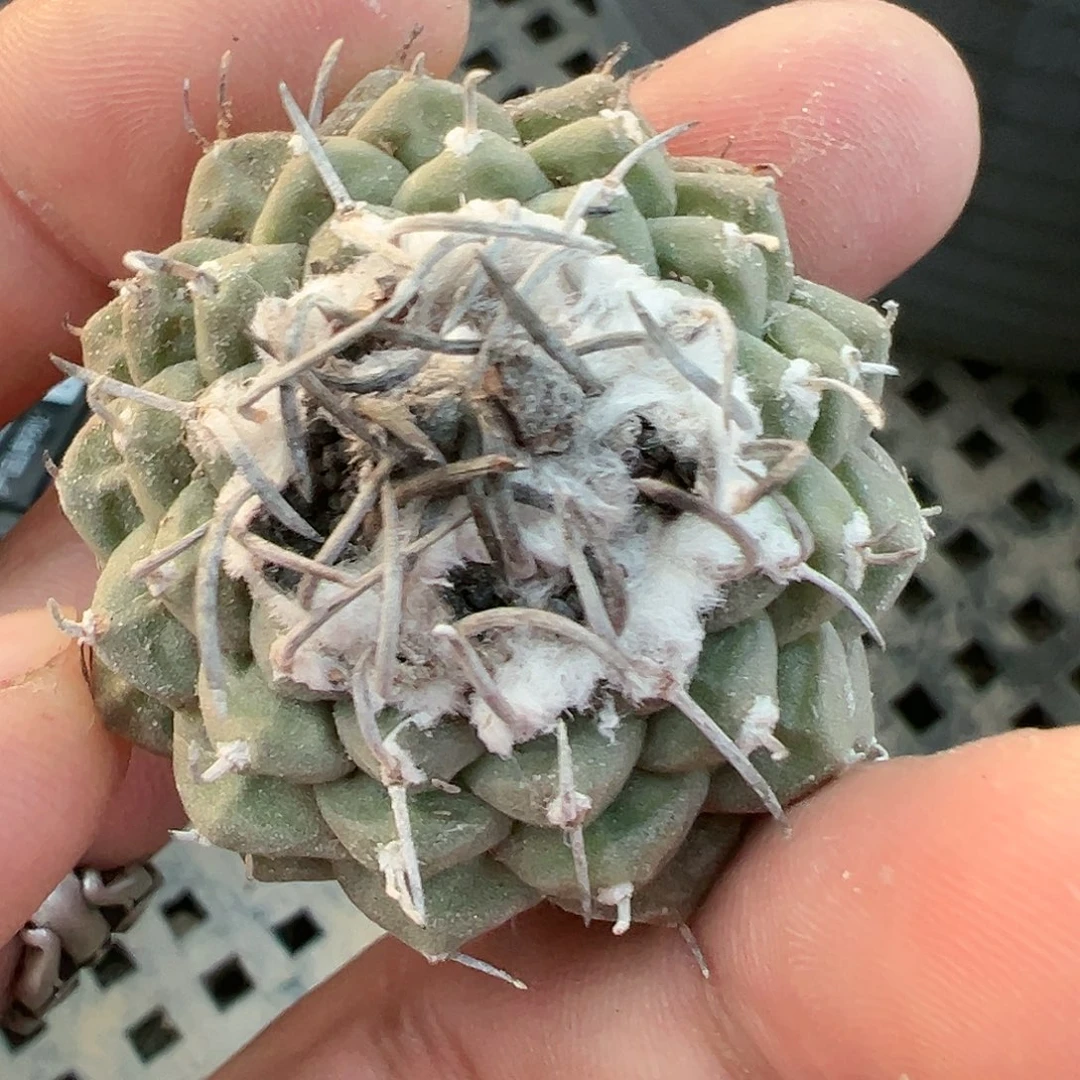 安德森 胶利 仙人球