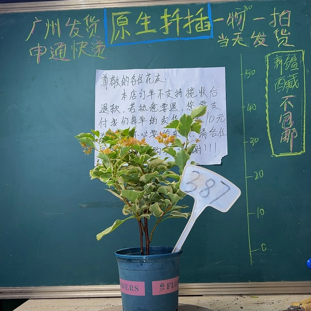 当前无花栽培后可以开花 斑叶重瓣橙 双杆 387