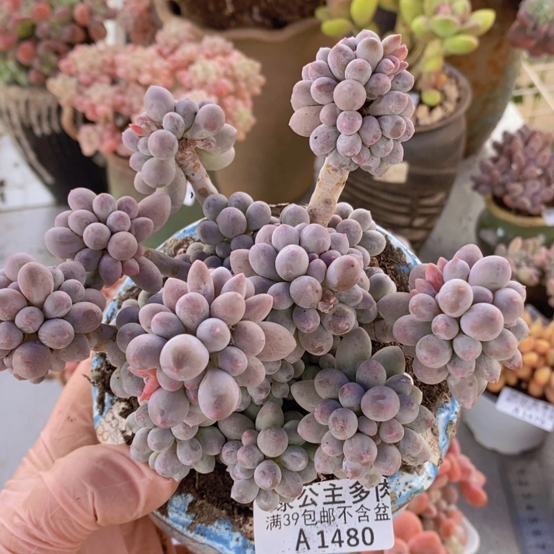 手指奶12cm1480多肉植物